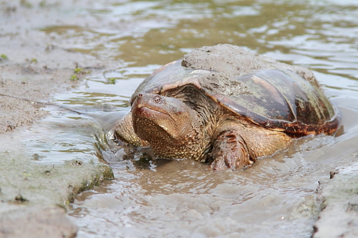 Snapping Turtle