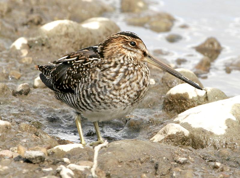 Snipe Hunting (with a camera!)