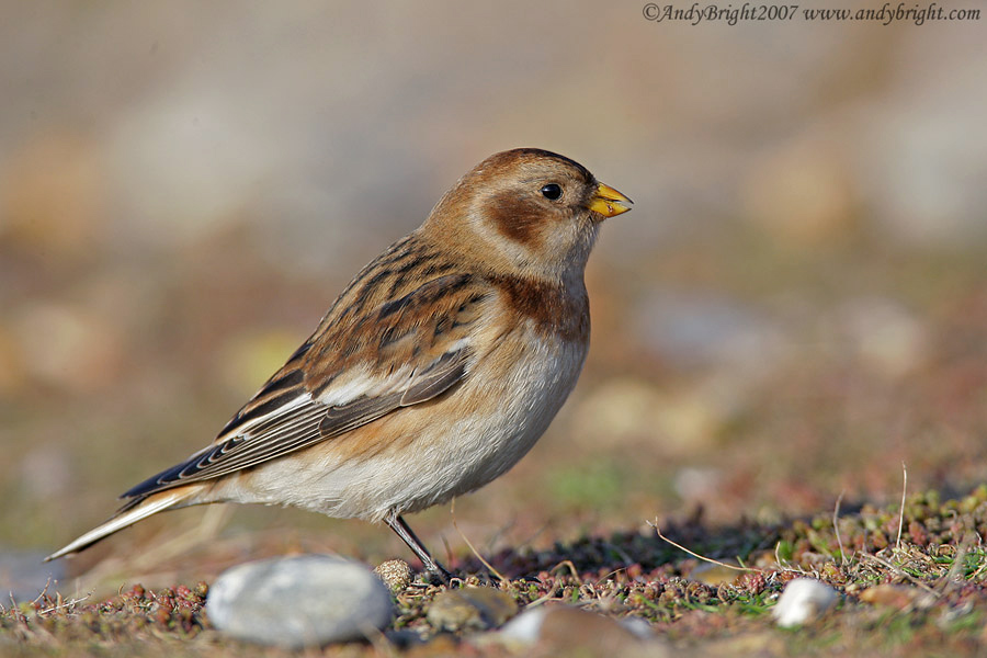 Snow Bunting