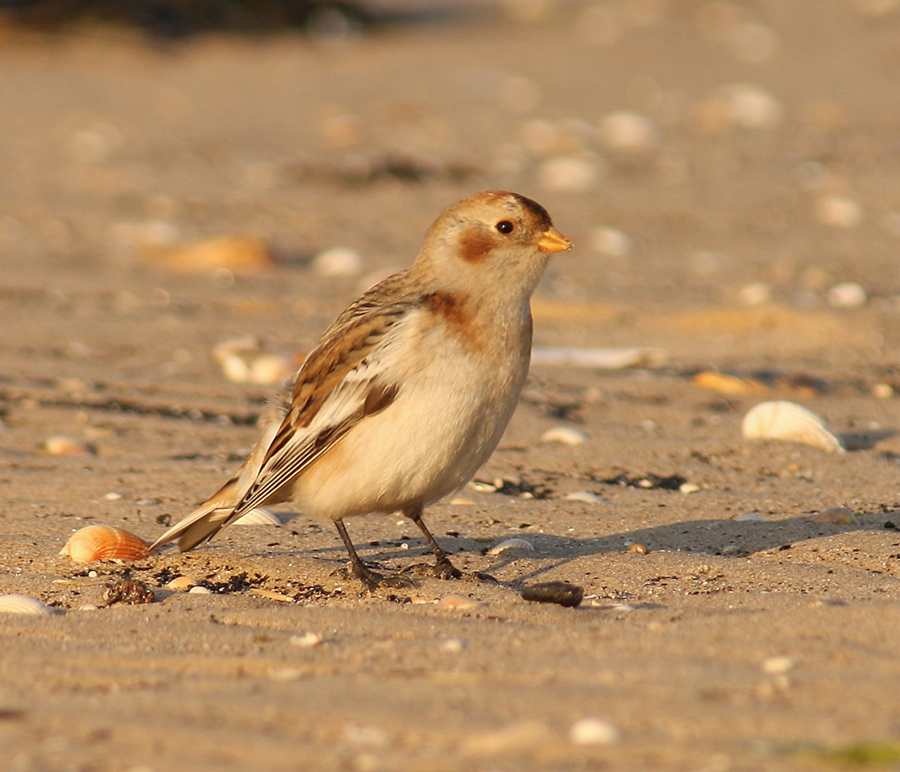 Snow Bunting