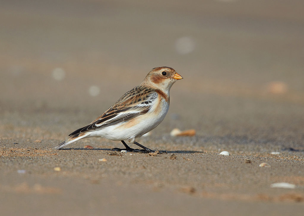 Snow Bunting