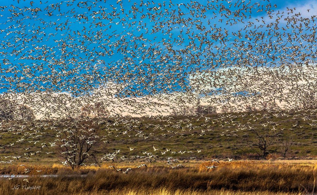 Snow Geese heading North