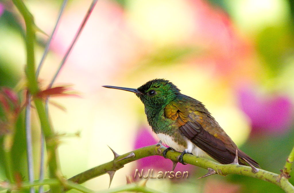 Snowy-bellied Hummingbird