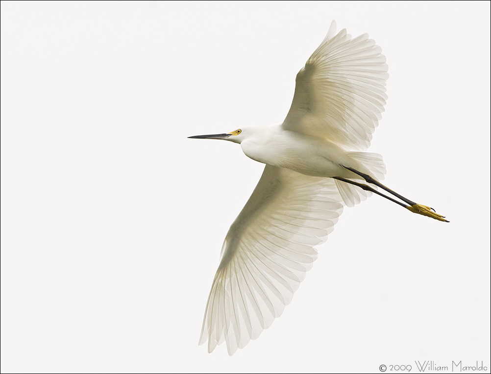 Snowy Egret Flight Capture