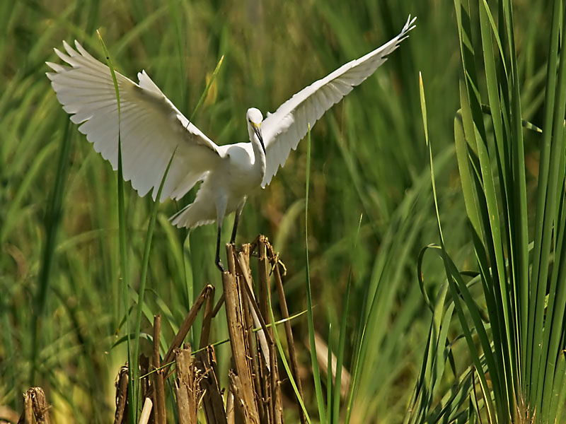 Snowy Egret Landing