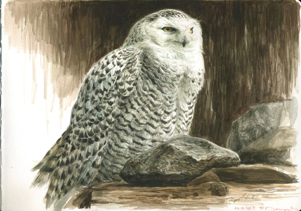 Snowy owl female study