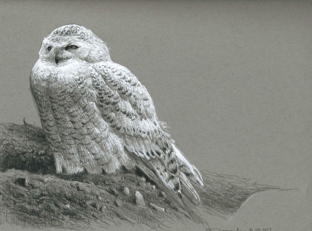 Snowy owl life study