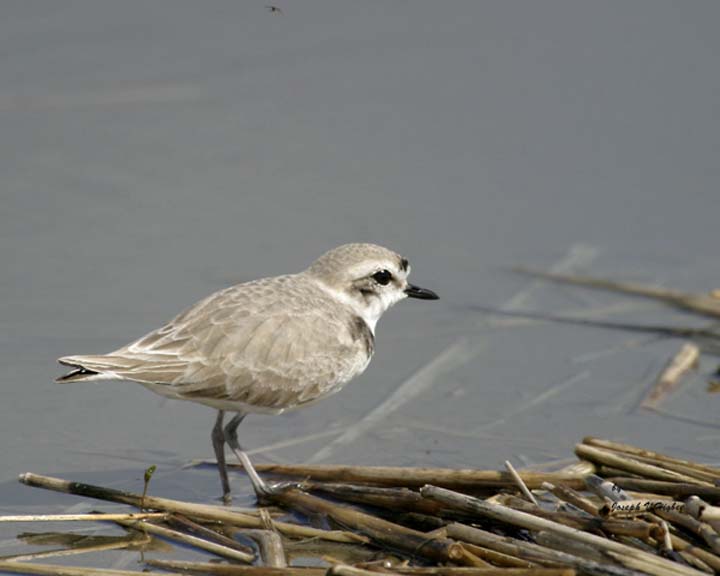 Snowy Plover