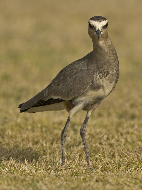 Sociable lapwing