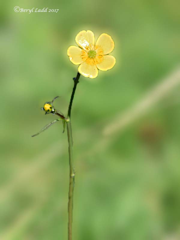 Solitary Buttercup