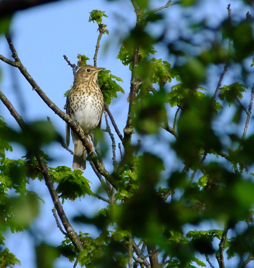 Song thrush