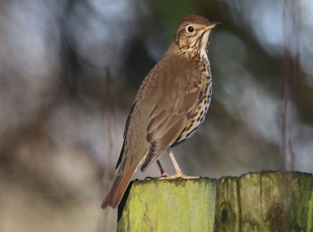 Song Thrush