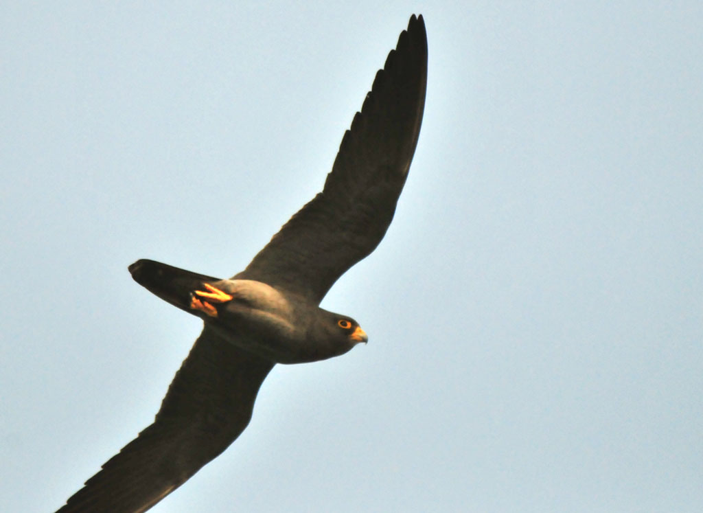 Sooty Falcon