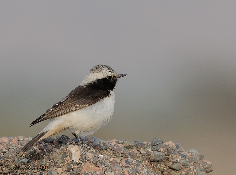 South Arabian wheatear