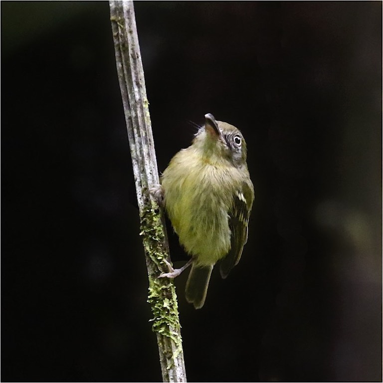 Southern Bentbill