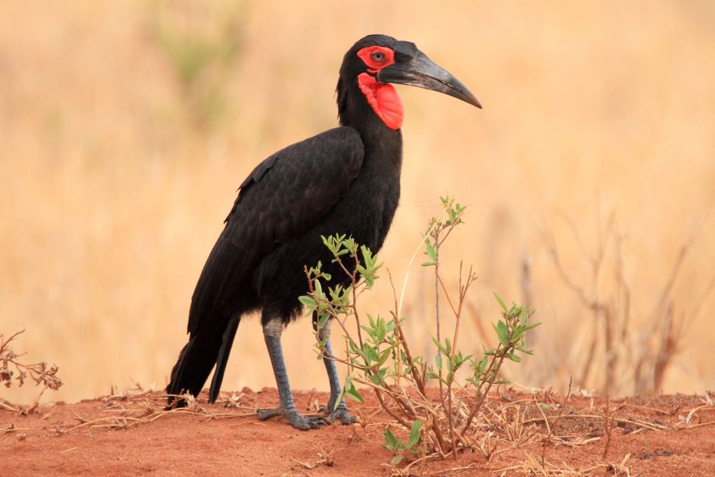 Southern Ground Hornbill