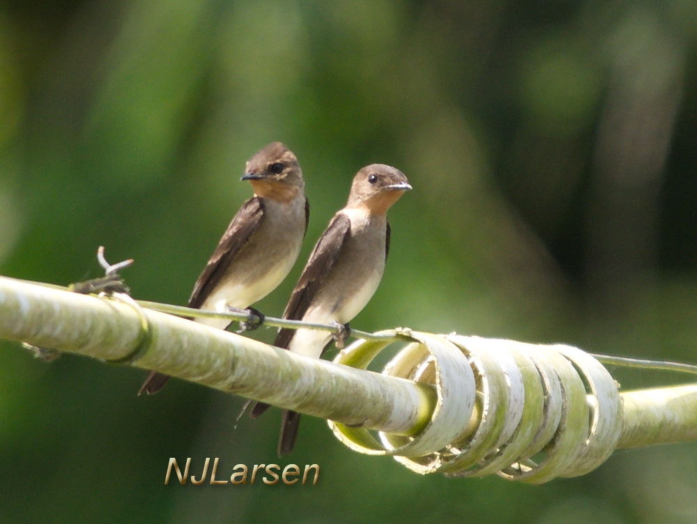 Southern Rough-winged Swallow