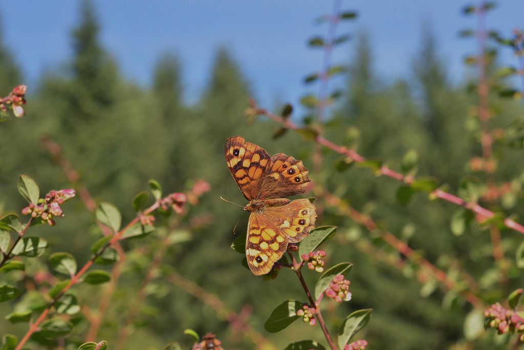 speckled wood( southern race)