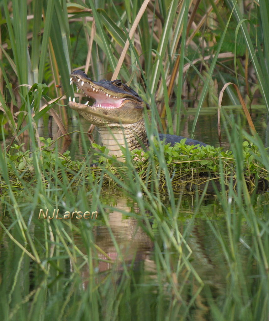 Spectacled caiman