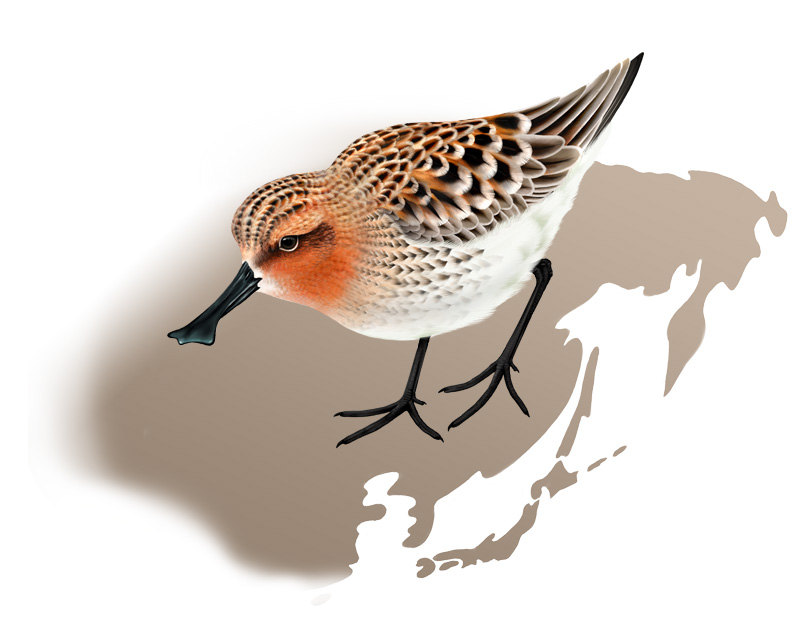 Spoon-billed Sandpiper (fresh spring plumage)