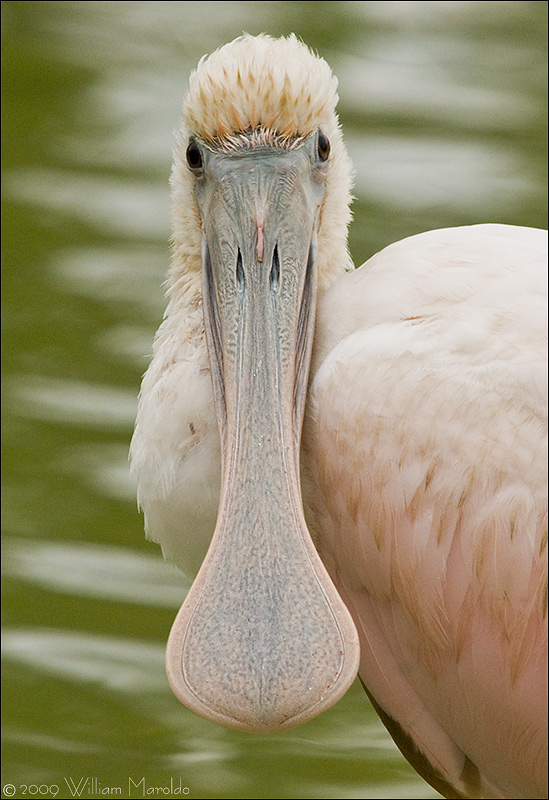 Spoonbill