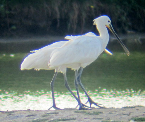 Spoonbill.