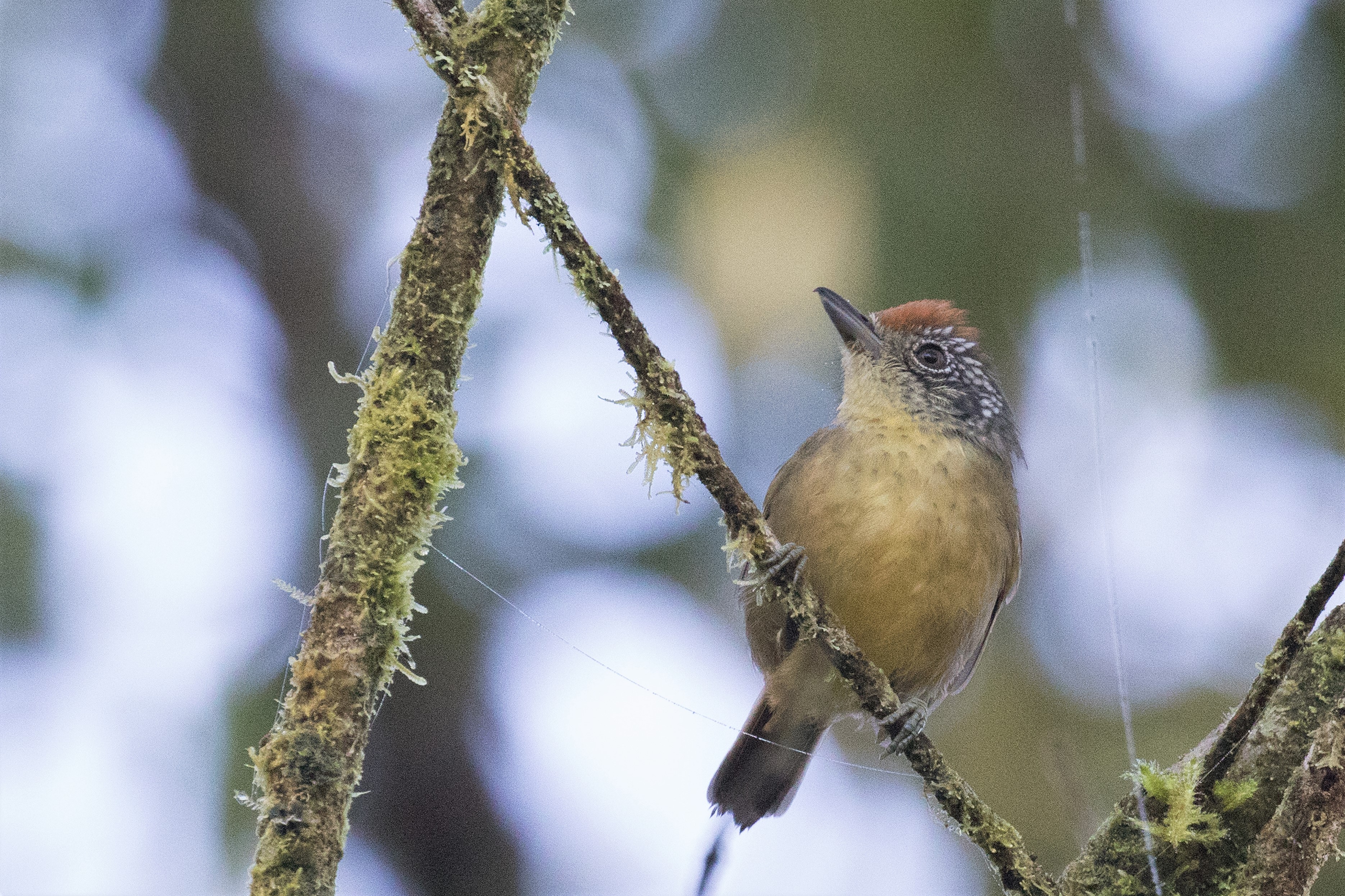 Spot-breasted Antvireo