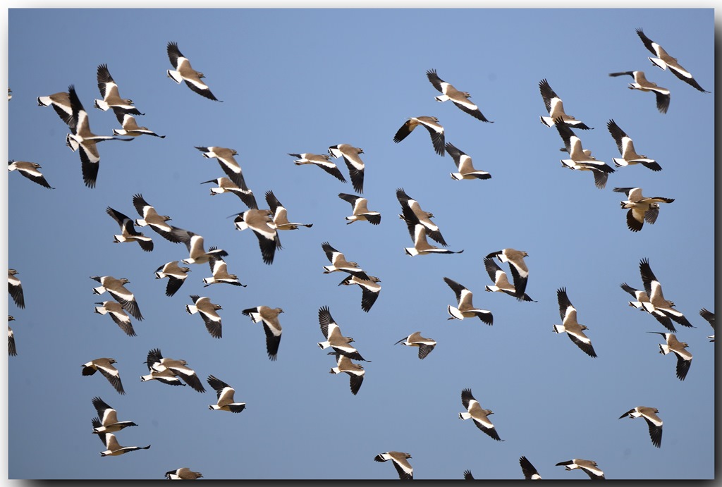 Spot-breasted Lapwing