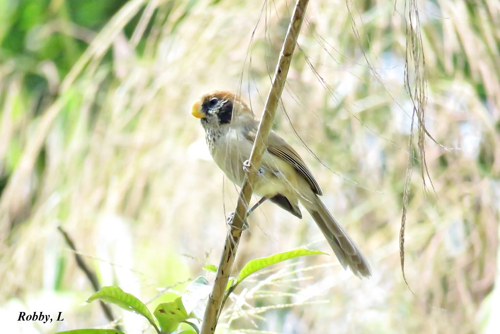 Spot-breasted Parrotbill