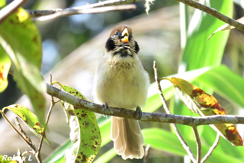 Spot-breasted Parrotbill