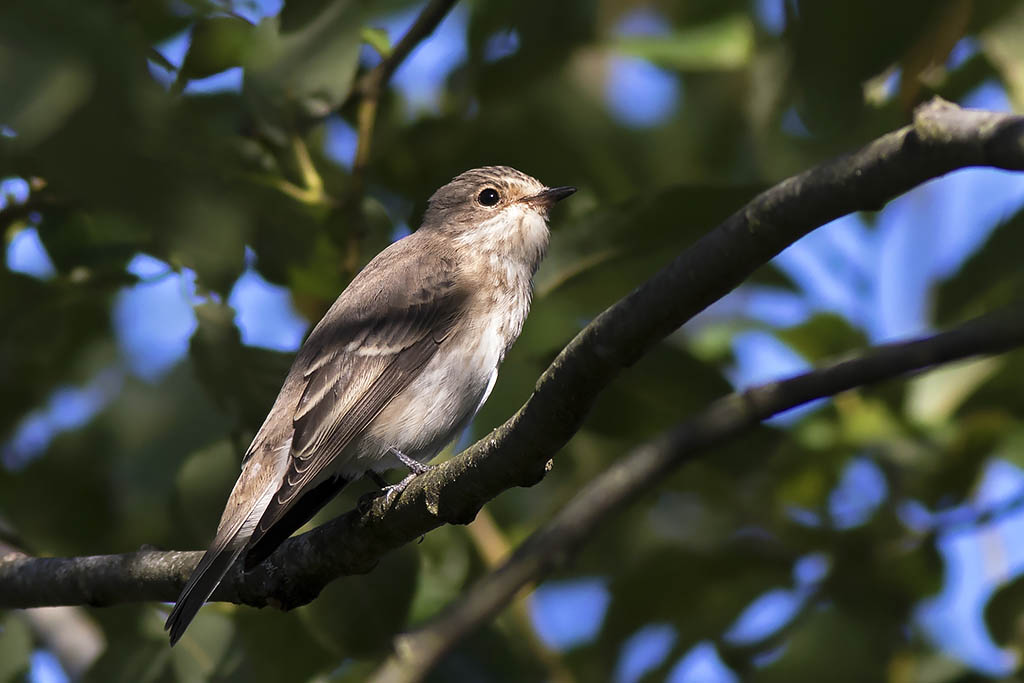 Spotted Flycatcher