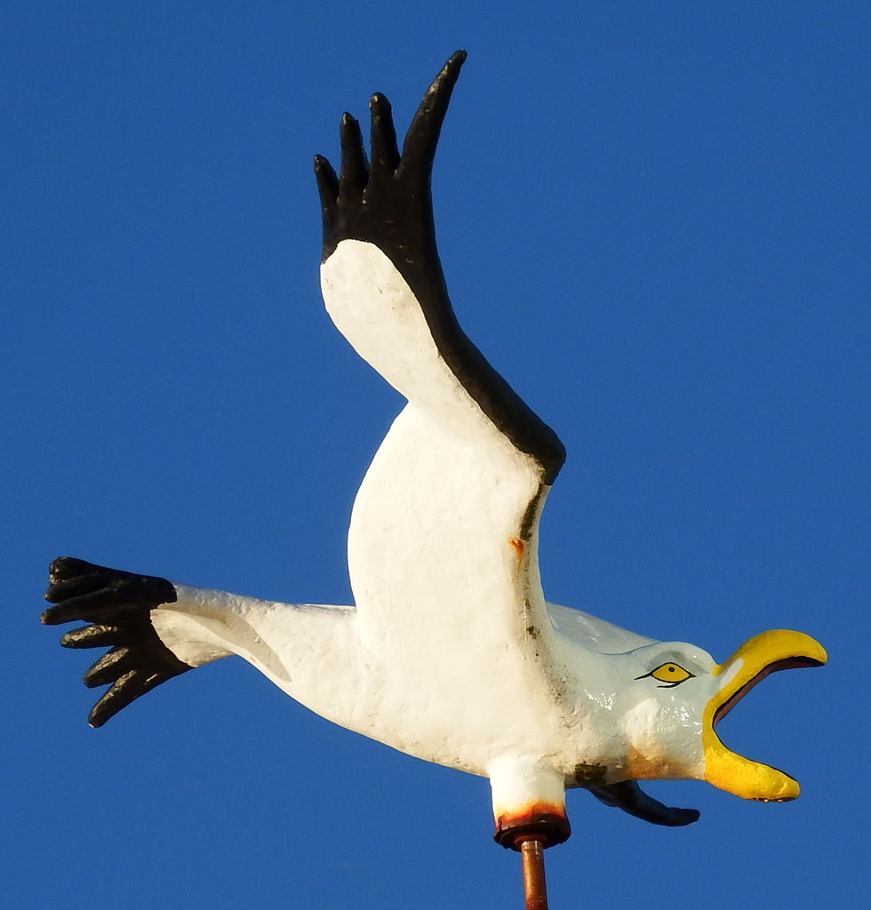 spotted flying over Customhouse Quay from Lambton Harbour, Wellington