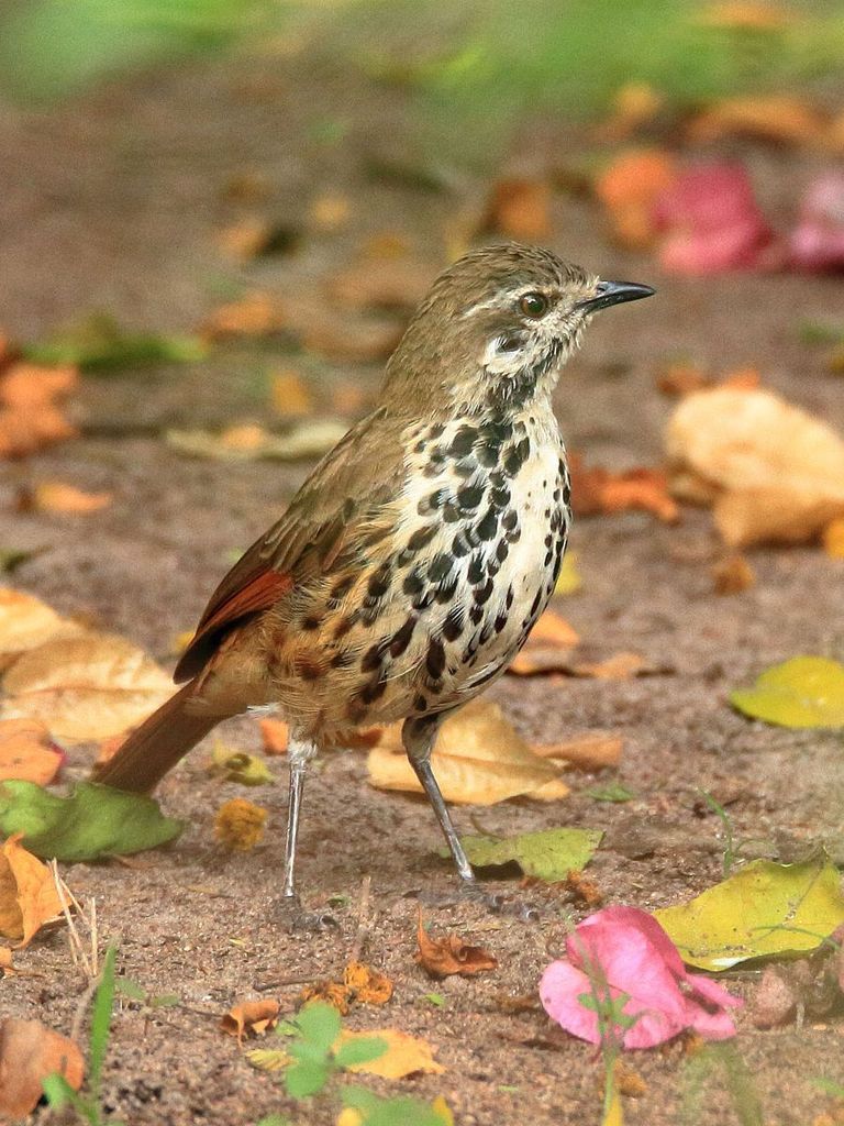 Spotted Morning-Thrush