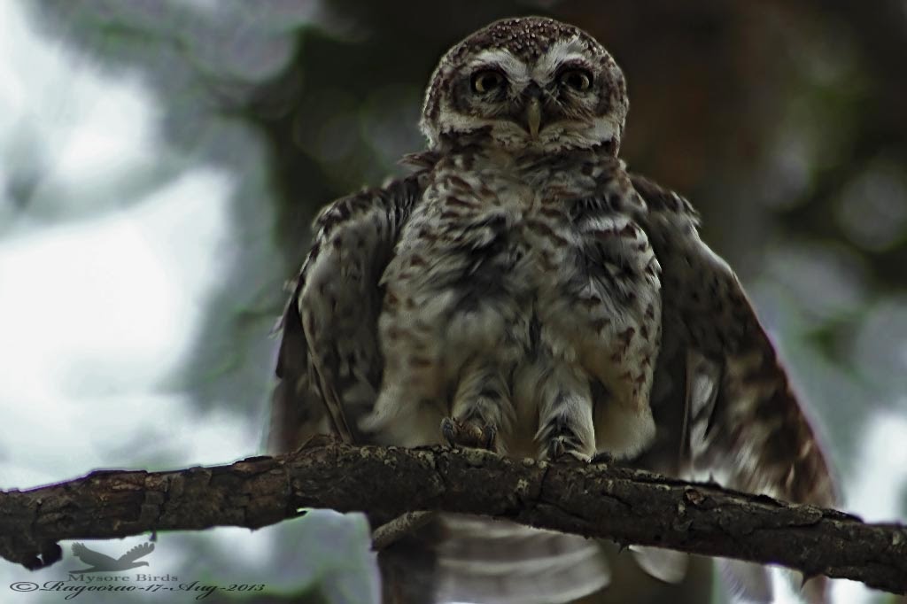 Spotted Owlet