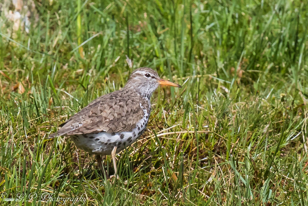 Spotted Sandpiper.