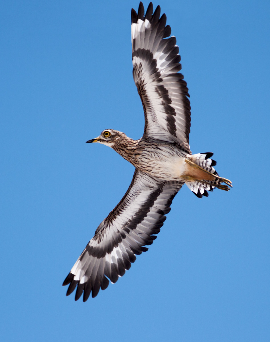 Spotted Thick-Knee