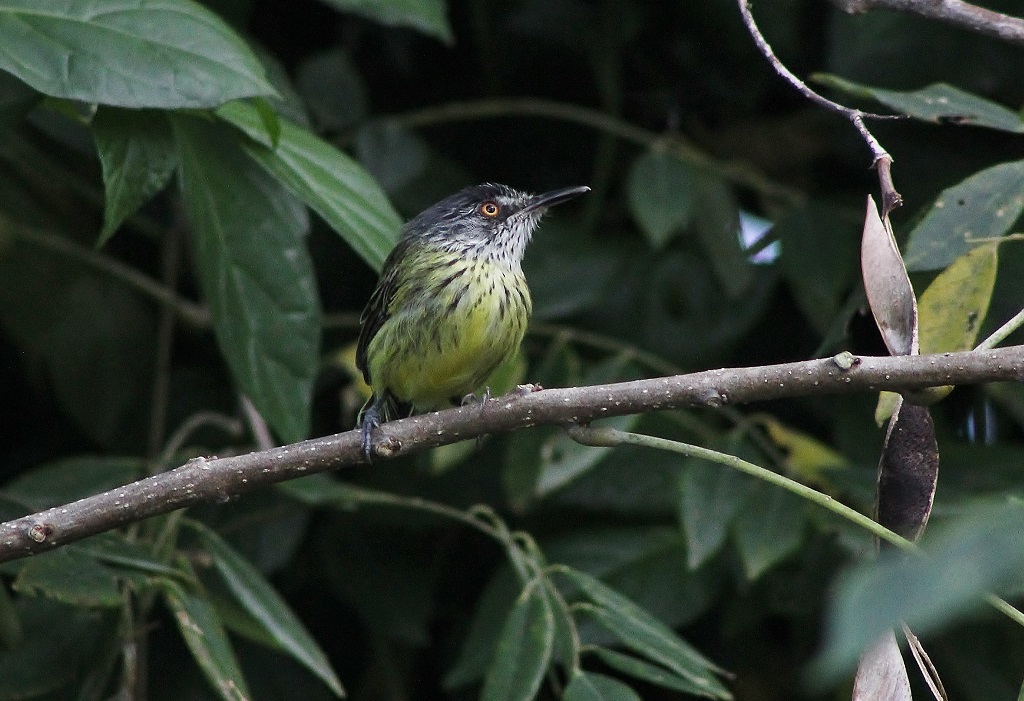 Spotted Tody - Flycatcher