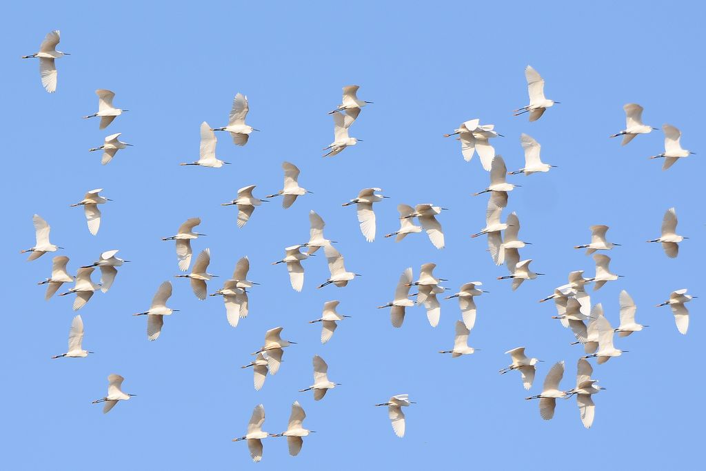 spring migration