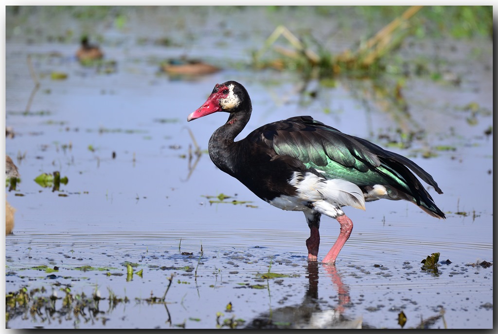 Spur-winged Goose