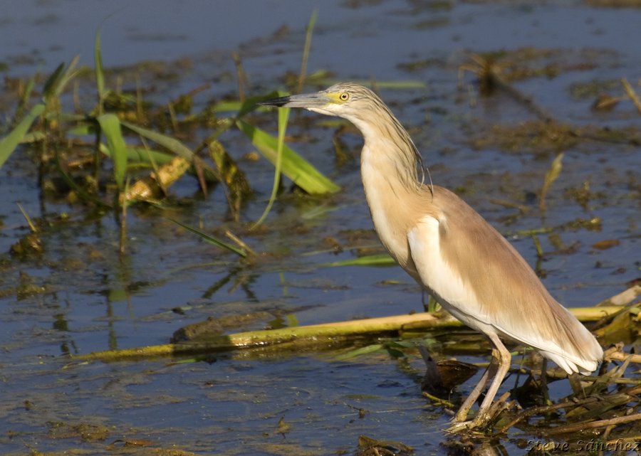 Squacco Heron