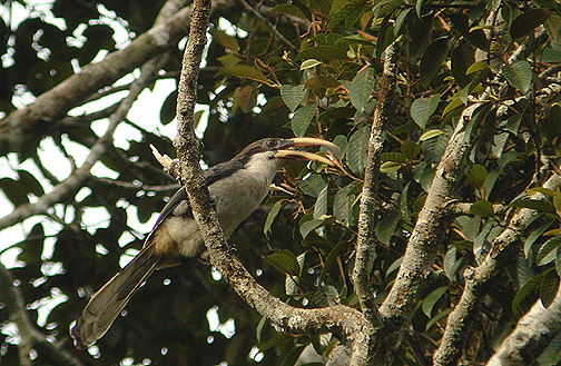 Sri lanka Grey Hornbill