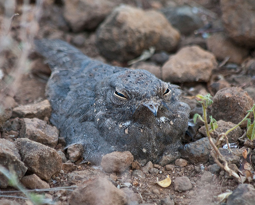 Star-spotted Nightjar