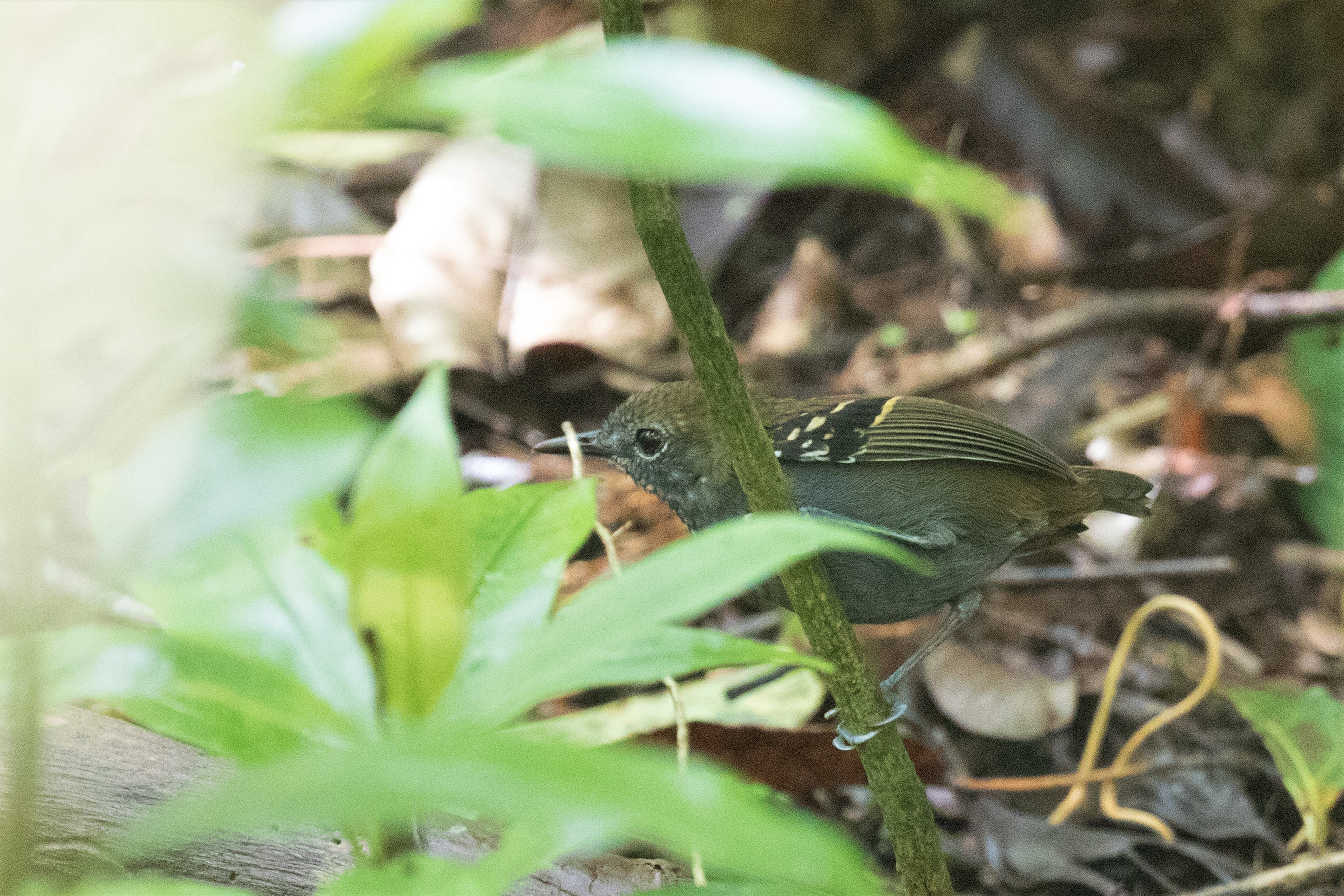 Star-throated Antwren