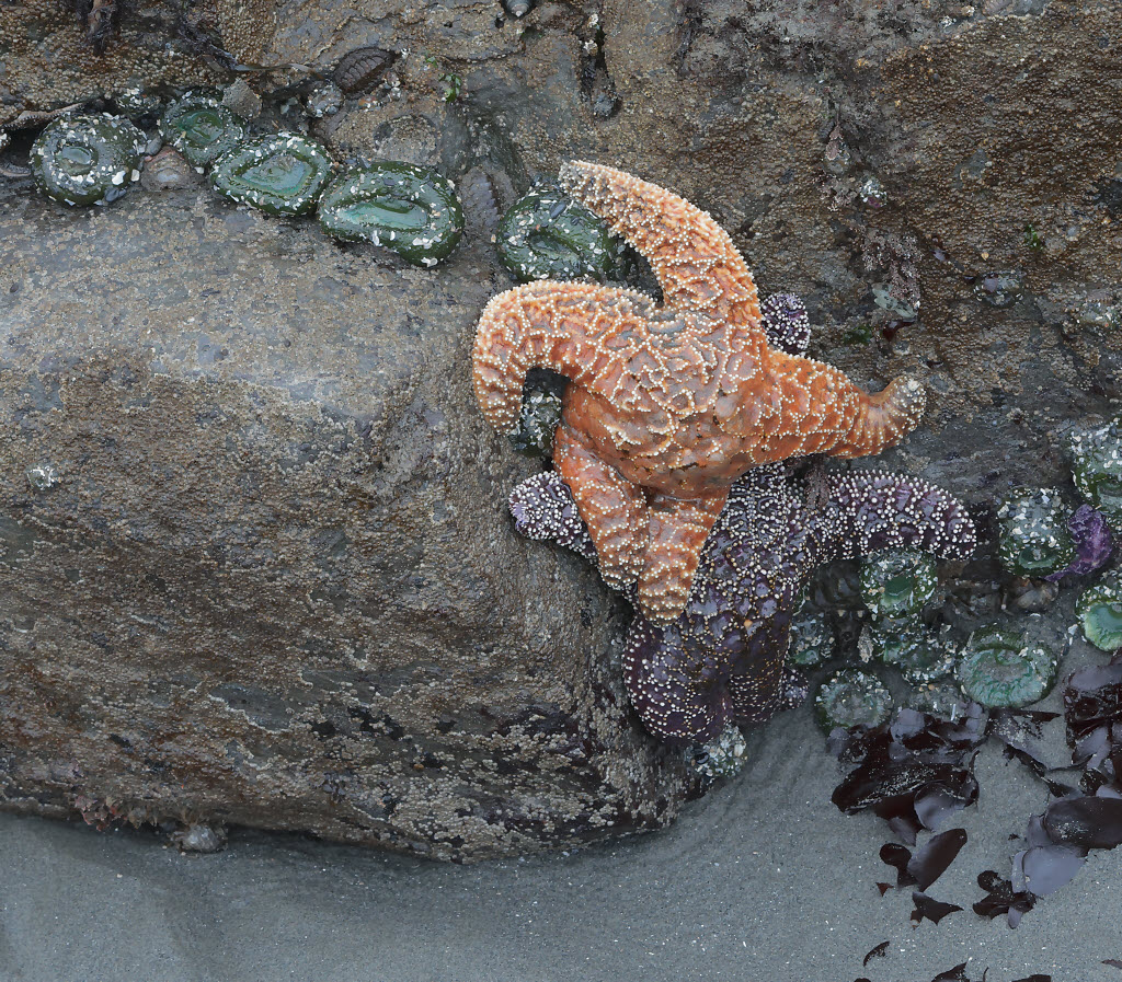 Starfish