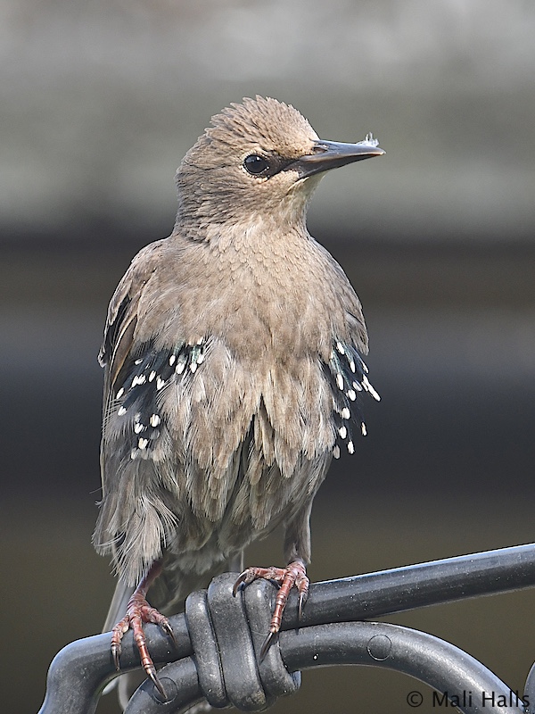 Starling