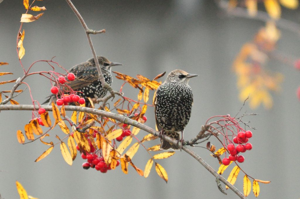 Starlings in the sun