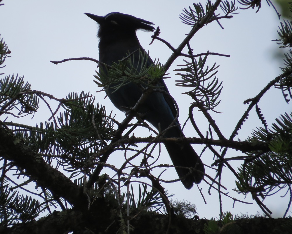 Steller's Jay