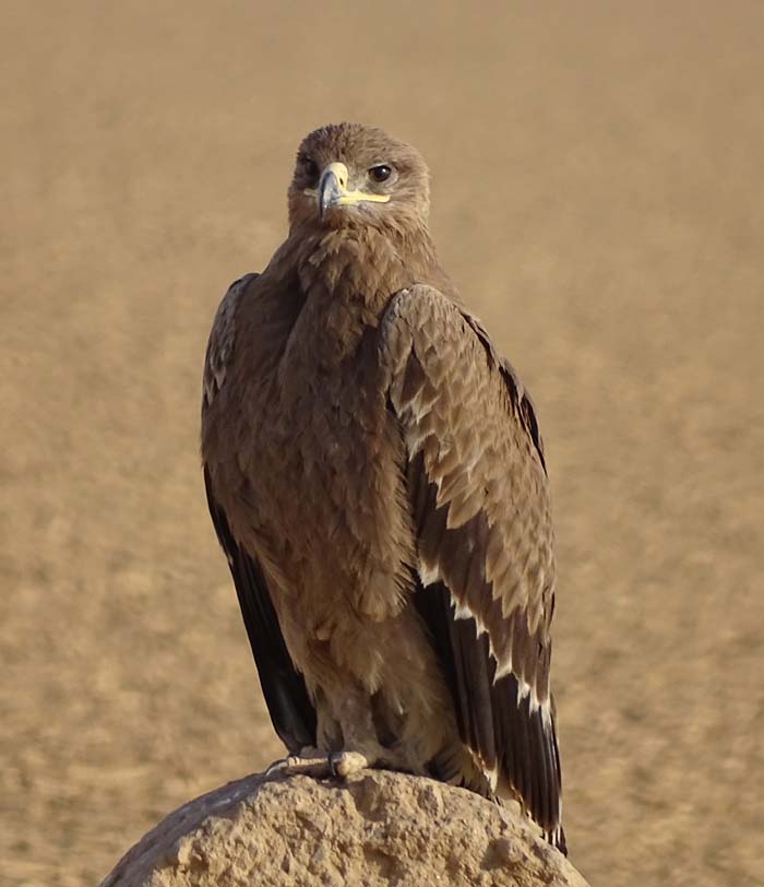 Steppe Eagle