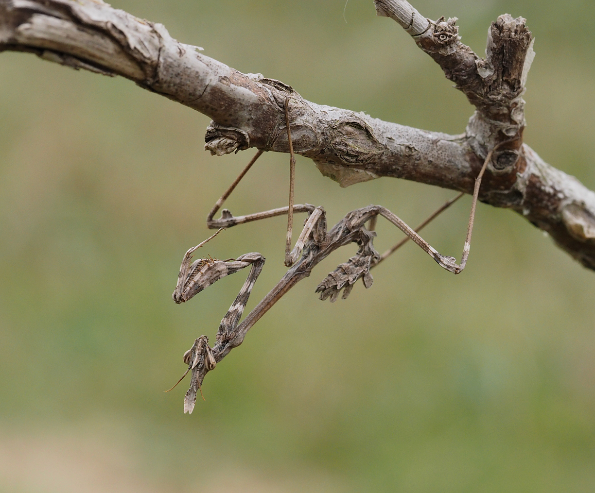 Stick-mimic Mantis