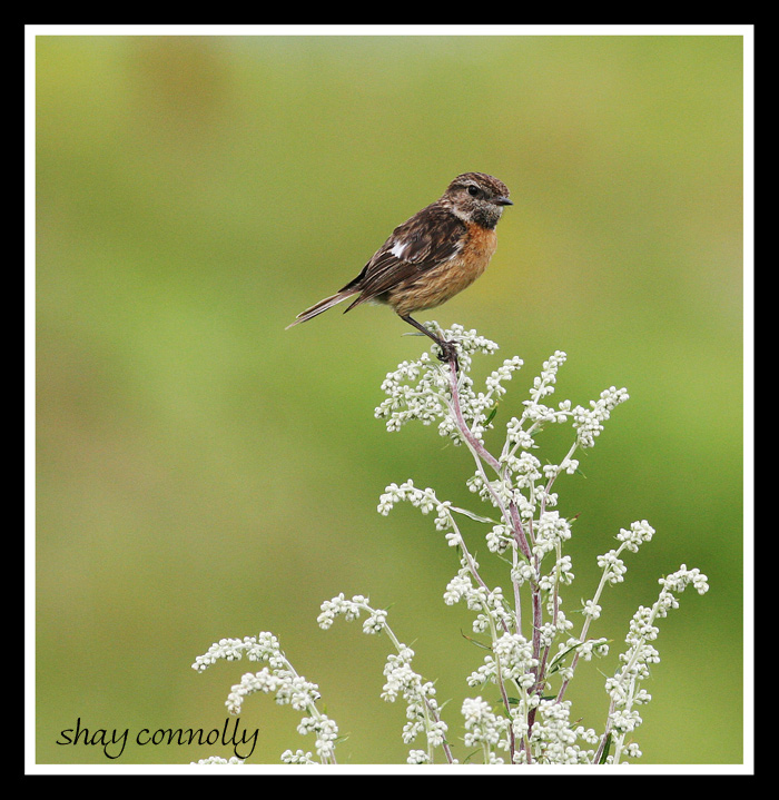 stone chat